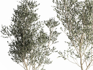 olive tree in a flowerpot for the interior 968 Model 3D
