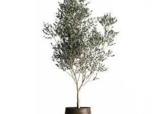 olive tree in a flowerpot for the interior 968 Model 3D