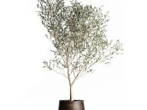 olive tree in a flowerpot for the interior 968 Model 3D