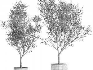 olive tree in a flowerpot for the interior 968 Model 3D