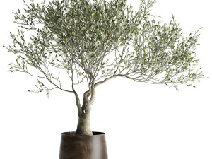 olive tree in a flowerpot for the interior 969 3D Model