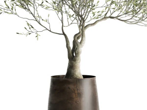 olive tree in a flowerpot for the interior 969 3D Model