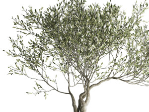 olive tree in a flowerpot for the interior 969 3D-Modell
