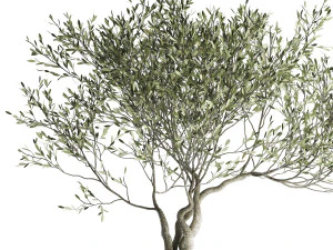 olive tree in a flowerpot for the interior 969 3D Model