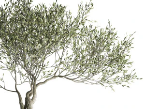 olive tree in a flowerpot for the interior 969 3D Model