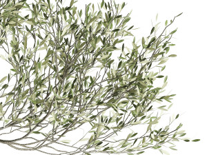olive tree in a flowerpot for the interior 969 3D-Modell