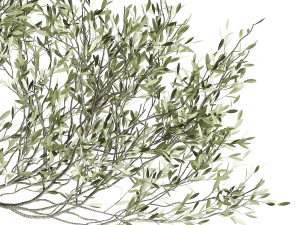 olive tree in a flowerpot for the interior 969 3D Model