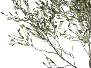 olive tree in a flowerpot for the interior 969 3D-Modell