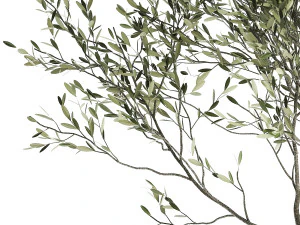 olive tree in a flowerpot for the interior 969 3D Model