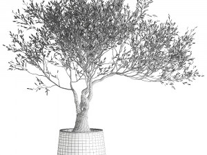olive tree in a flowerpot for the interior 969 3D-Modell