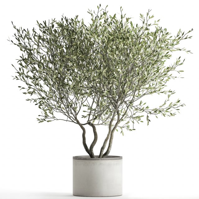 olive tree in a flowerpot for the interior 970 Modello 3D .c4d .max .obj .3ds .fbx .stl .blend 
