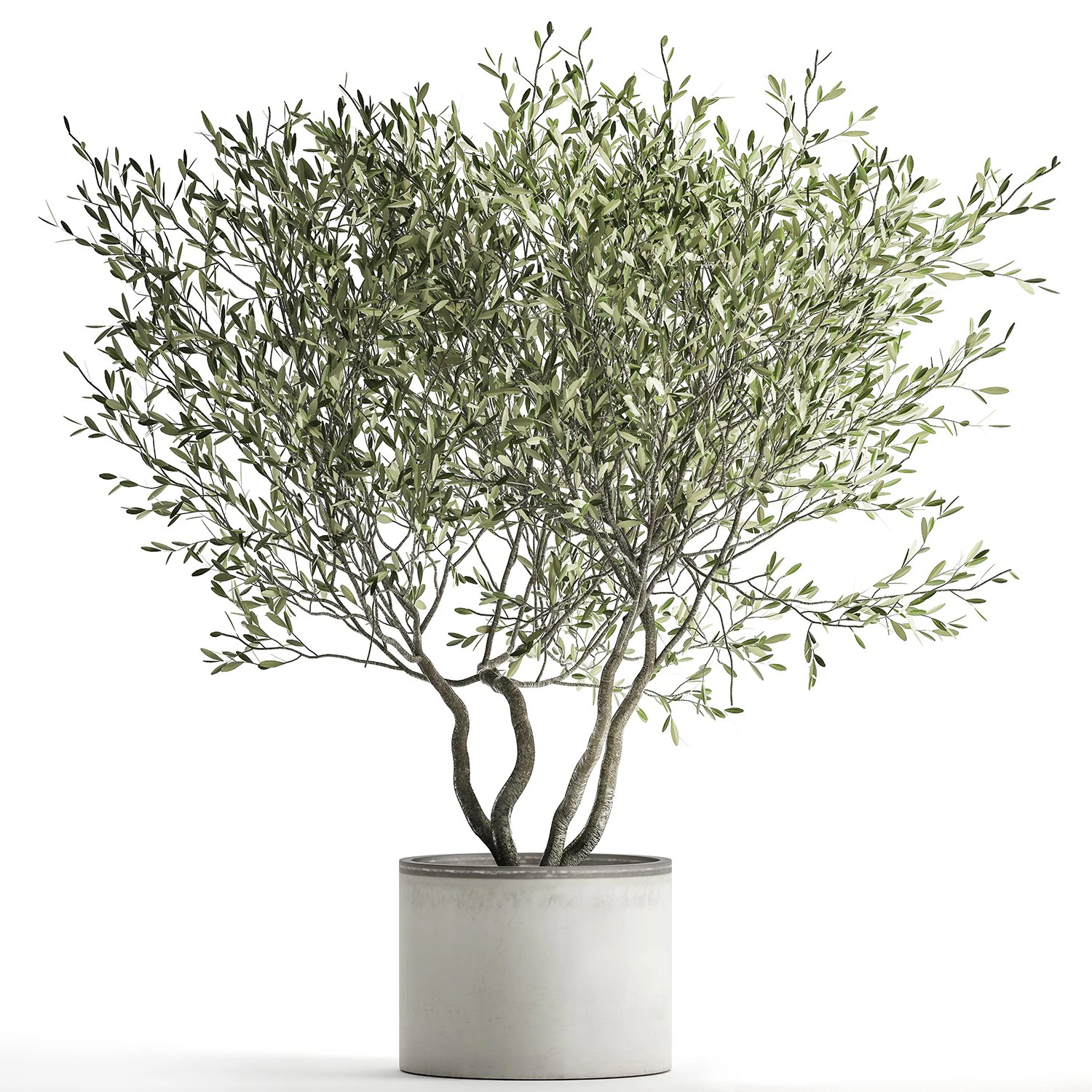 olive tree in a flowerpot for the interior 970 3D Model .c4d .max .obj .3ds .fbx .stl .blend 