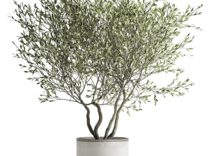 olive tree in a flowerpot for the interior 970 3D Model