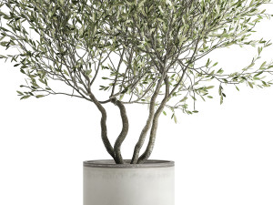 olive tree in a flowerpot for the interior 970 Modello 3D