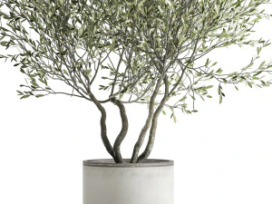 olive tree in a flowerpot for the interior 970 3D Model