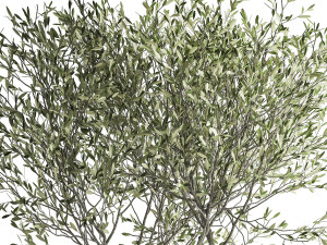 olive tree in a flowerpot for the interior 970 Modello 3D
