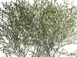 olive tree in a flowerpot for the interior 970 3D Model