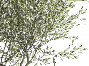 olive tree in a flowerpot for the interior 970 Modello 3D