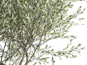 olive tree in a flowerpot for the interior 970 3D Model