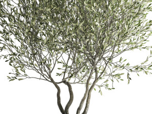 olive tree in a flowerpot for the interior 970 Modello 3D