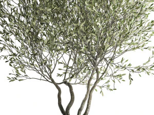 olive tree in a flowerpot for the interior 970 3D Model