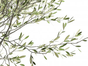 olive tree in a flowerpot for the interior 970 Modello 3D