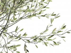 olive tree in a flowerpot for the interior 970 3D Model