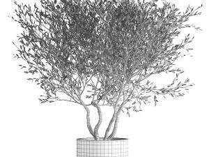 olive tree in a flowerpot for the interior 970 Modello 3D
