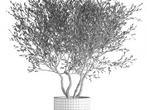 olive tree in a flowerpot for the interior 970 3D Model