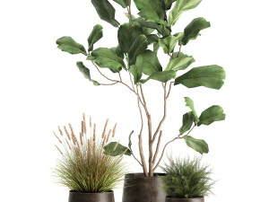 plantas de casa em vaso para o interior 971 Modelo 3D