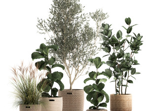 plants in decorative rattan baskets 972 3D Model