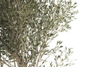 houseplants in a rusty flowerpot for the interior 974 3D Model