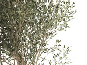 houseplants in a rusty flowerpot for the interior 974 3D Model