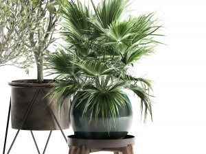 houseplants in a rust flowerpot for the interior 975 Modelo 3D