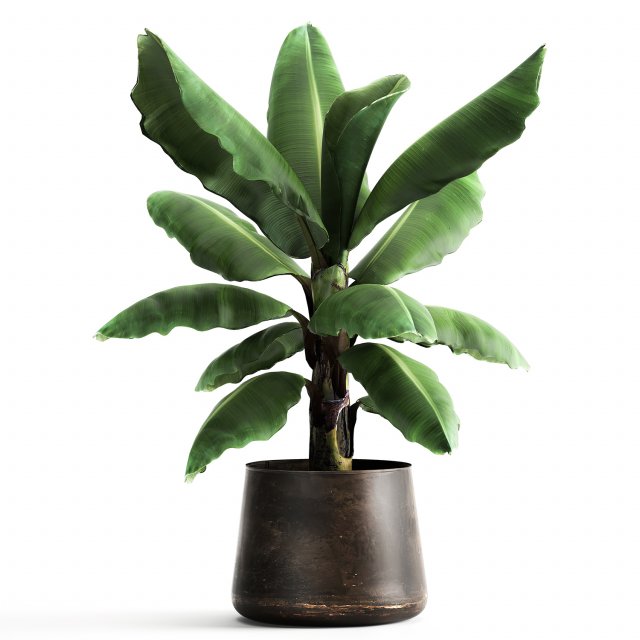ravenala palm in a rust pot for the interior 977 Modelo 3D .c4d .max .obj .3ds .fbx .stl .blend 