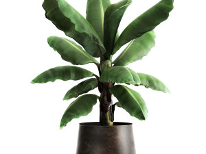ravenala palm in a rust pot for the interior 977 3D Model