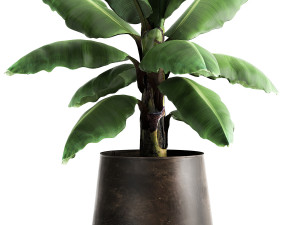 ravenala palm in a rust pot for the interior 977 Modelo 3D