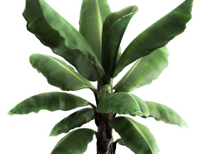 ravenala palm in a rust pot for the interior 977 Modelo 3D