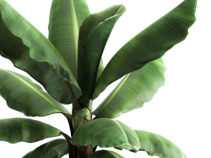 ravenala palm in a rust pot for the interior 977 Modelo 3D