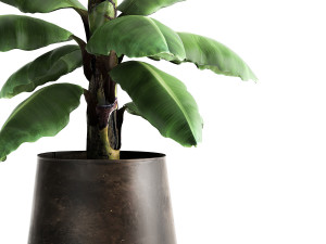 ravenala palm in a rust pot for the interior 977 Modelo 3D