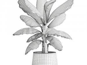 ravenala palm in a rust pot for the interior 977 Modelo 3D