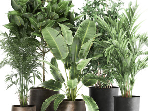 houseplants in a rust flowerpot for the interior 978 3D Model
