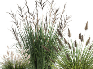 reeds in a rusty flowerpot for the interior 979 3D Model