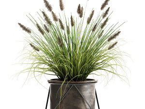 reeds in a rusty flowerpot for the interior 979 3D Model