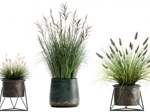 reeds in a rusty flowerpot for the interior 979 3D Model
