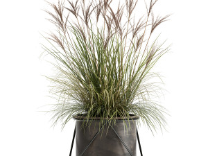 reeds in a rusty flowerpot for the interior 980 3D 모델