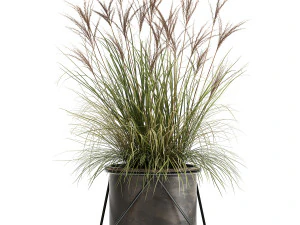 reeds in a rusty flowerpot for the interior 980 3D Model