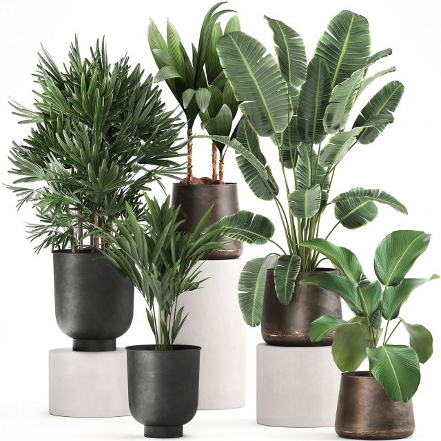 houseplants in a rust flowerpot for the interior 981 Modèle 3D .c4d .max .obj .3ds .fbx .stl .blend