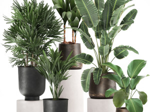 houseplants in a rust flowerpot for the interior 981 3D 模型