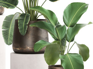 houseplants in a rust flowerpot for the interior 981 Modèle 3D